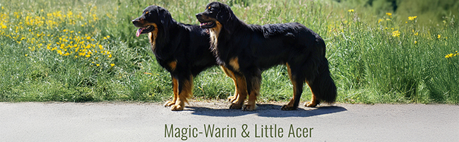 Little Acer vom Bagalutenhof